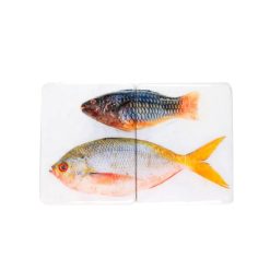 Stigerwoods Decoration Murale Poisson Perroquet Et Fusilier Sur Fond Blanc - 40 Cm X 24 Cm New