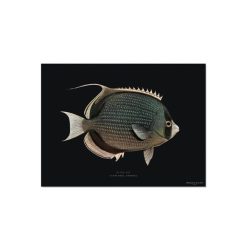 Pôdevache Set De Table Rectangle Poisson Mystery En Vinyle - 33 X 45 Cm - Noir Wholesale