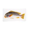 Stigerwoods Decoration Murale Poisson Gaterin Sur Fond Blanc - 35 Cm X 20 Cm Online