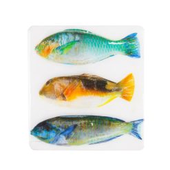 Stigerwoods Decoration Murale Trois Poissons Perroquet Sur Fond Blanc - 20 Cm X 20 Cm Wholesale