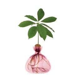 Ilex Studio Vase En Verre Pour Avocat Rose Hot