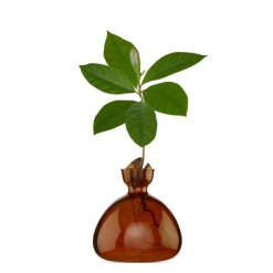 Ilex Studio Vase En Verre Pour Avocat Rose Hot